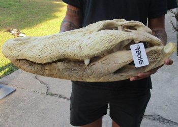 Buy this 21 inch Florida Alligator Skull for $100