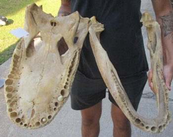 Buy this 21 inch Florida Alligator Skull for $100