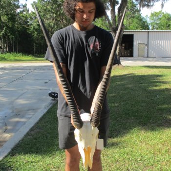 B-Grade 13" Gemsbok Skull with 29" & 32" Horns - $110