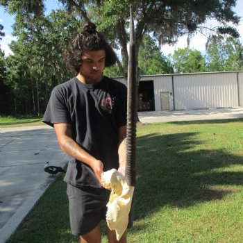 B-Grade 13" Gemsbok Skull with 29" & 32" Horns - $110