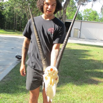 B-Grade 13" Gemsbok Skull with 29" & 32" Horns - $110