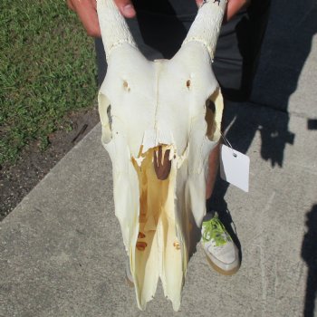 B-Grade 13" Gemsbok Skull with 29" & 32" Horns - $110