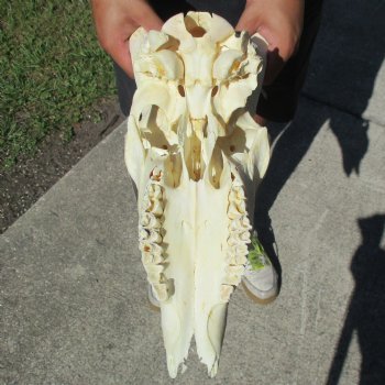 B-Grade 13" Gemsbok Skull with 29" & 32" Horns - $110