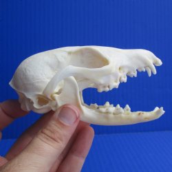 4-1/4" Cape Fox Skull - $45