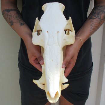 14" African Bushpig Skull - $125