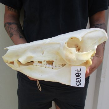 14" African Bushpig Skull - $125