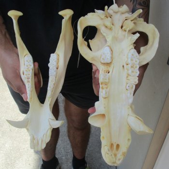 14" African Bushpig Skull - $125