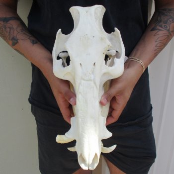 B-Grade 13" African Bushpig Skull - $95