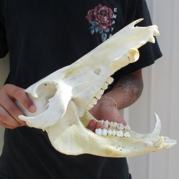 B-Grade 13" African Bushpig Skull - $95