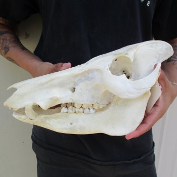 B-Grade 13" African Bushpig Skull - $95