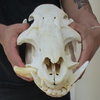 B-Grade 13" African Bushpig Skull - $95