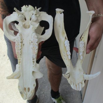 B-Grade 13" African Bushpig Skull - $95