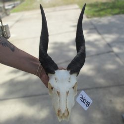 B-Grade 8" Bushbuck Skull with 13" & 14" Horns - $55