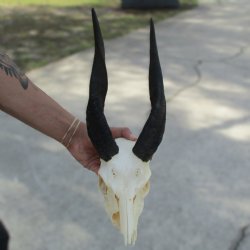 B-Grade 8" Bushbuck Skull with 12" Horns - $55
