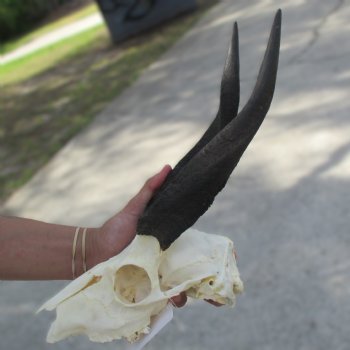 B-Grade 8" Bushbuck Skull with 12" Horns - $55