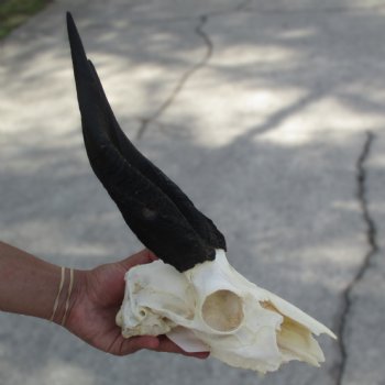 B-Grade 8" Bushbuck Skull with 12" Horns - $55