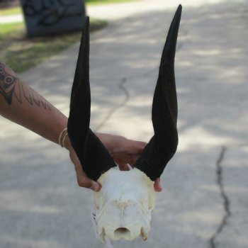 B-Grade 8" Bushbuck Skull with 12" Horns - $55