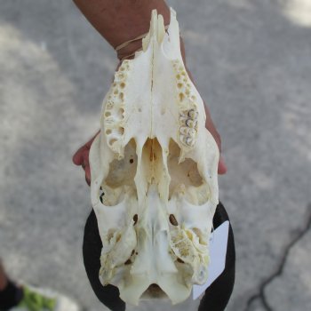 B-Grade 8" Bushbuck Skull with 12" Horns - $55