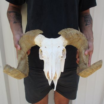 B-Grade 10" African Merino Ram/Sheep Skull with 23" Horns - $95 