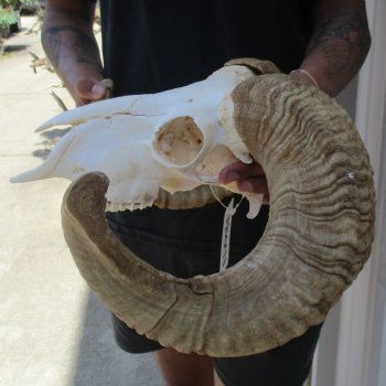 B-Grade 10" African Merino Ram/Sheep Skull with 23" Horns - $95 