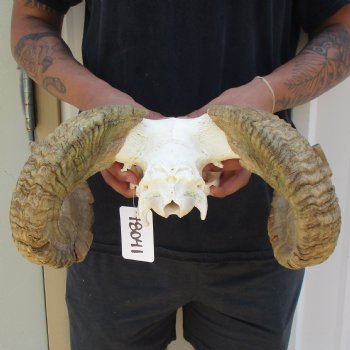 B-Grade 10" African Merino Ram/Sheep Skull with 23" Horns - $95 