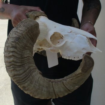 B-Grade 10" African Merino Ram/Sheep Skull with 23" Horns - $95 