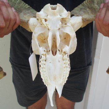 B-Grade 10" African Merino Ram/Sheep Skull with 23" Horns - $95 