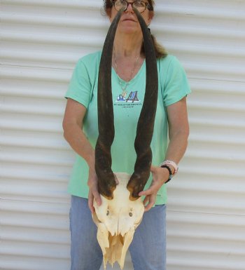 B-Grade African Female Eland skull with 29 inch horns - $130