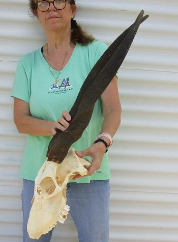 B-Grade African Female Eland skull with 29 inch horns - $130