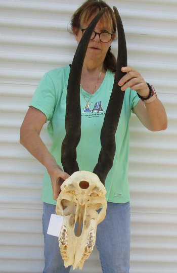 B-Grade African Female Eland skull with 29 inch horns - $130