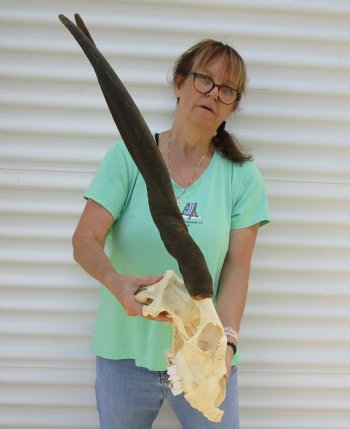 B-Grade African Female Eland skull with 29 inch horns - $130