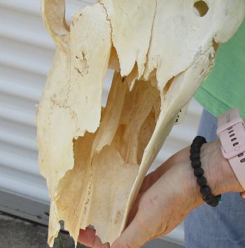 B-Grade African Female Eland skull with 29 inch horns - $130