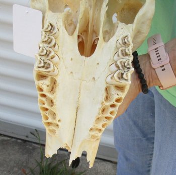 B-Grade African Female Eland skull with 29 inch horns - $130