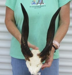 Bushbuck Skull Plate and Horns 14 inches - available for purchase $45