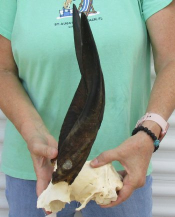 Bushbuck Skull Plate and Horns 14 inches - available for purchase $45