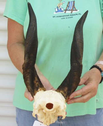 Bushbuck Skull Plate and Horns 14 inches - available for purchase $45