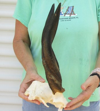 Bushbuck Skull Plate and Horns 14 inches - available for purchase $45