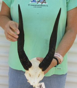 Bushbuck Skull Plate and Horns 13 inches - available for purchase $45