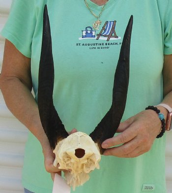 Bushbuck Skull Plate and Horns 13 inches - available for purchase $45