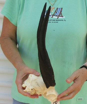 Bushbuck Skull Plate and Horns 13 inches - available for purchase $45