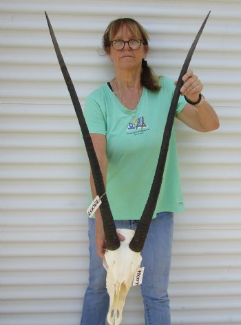 B-Grade African Gemsbok Skull with 35 and 37 inch horns - $120