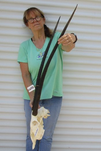 B-Grade African Gemsbok Skull with 35 and 37 inch horns - $120