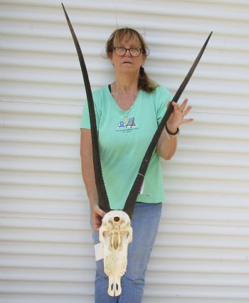 B-Grade African Gemsbok Skull with 35 and 37 inch horns - $120