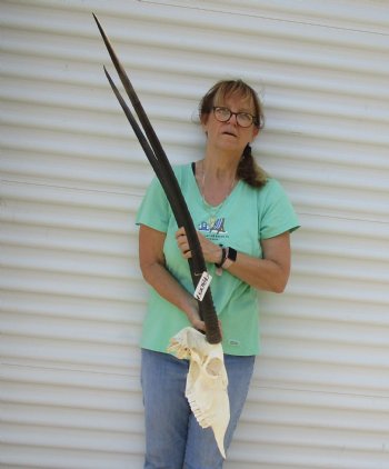 B-Grade African Gemsbok Skull with 35 and 37 inch horns - $120