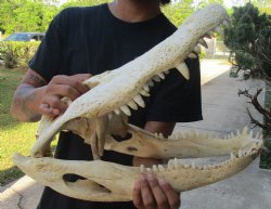 20 inch Florida Alligator Skull, available for sale $90