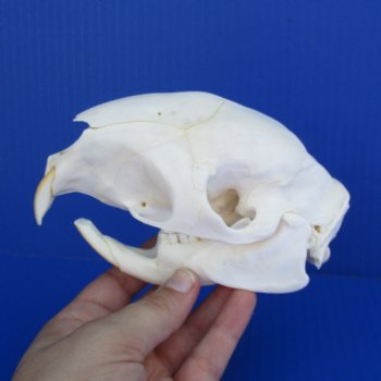 5-1/2" African Cape Porcupine Skull - $50