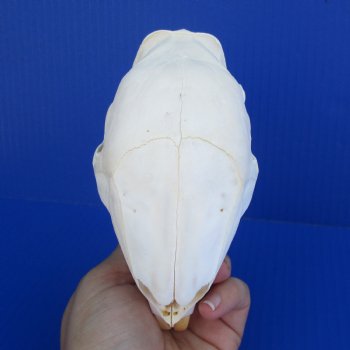 5-1/2" African Cape Porcupine Skull - $50