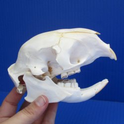 B-Grade 5" African Cape Porcupine Skull - $35
