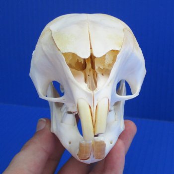 B-Grade 5" African Cape Porcupine Skull - $35