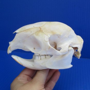 B-Grade 5" African Cape Porcupine Skull - $35